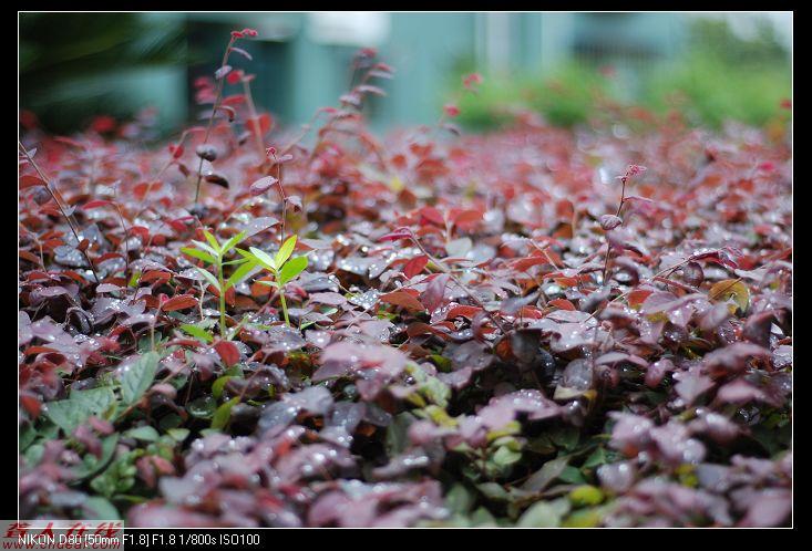 DSC_0039_nEO_IMG.jpg