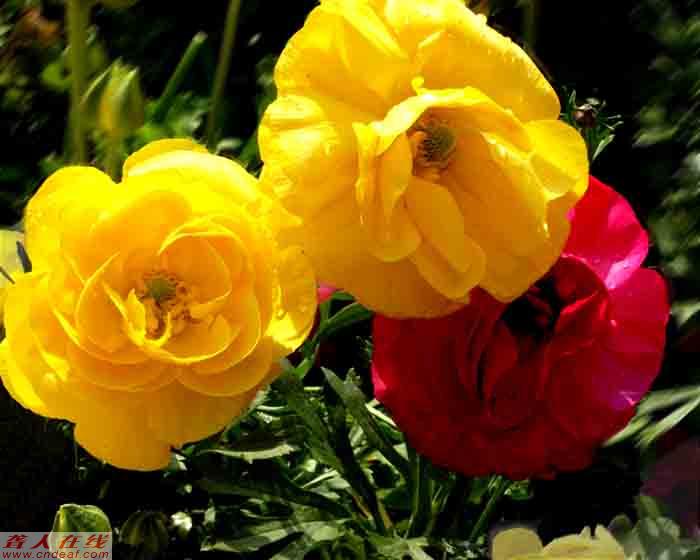 Ƭ 078.jpg