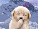 04.gif