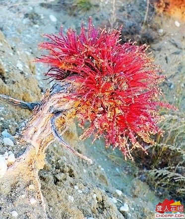 这是什么植物？