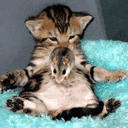 2007919225122539.gif