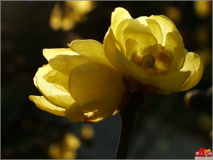 DSCF0073.jpg