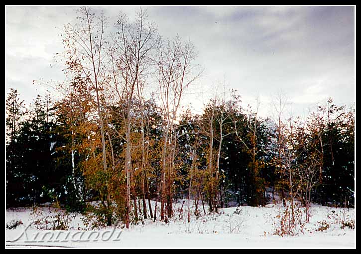 DSC_8287c.JPG