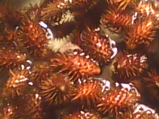 IMG0499A.jpg