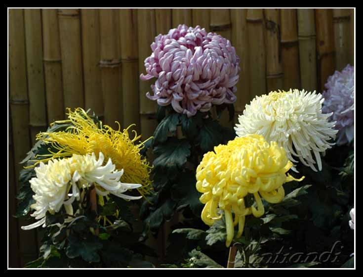 DSC_b2462.JPG