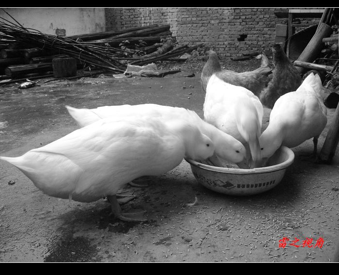DSC00121.jpg