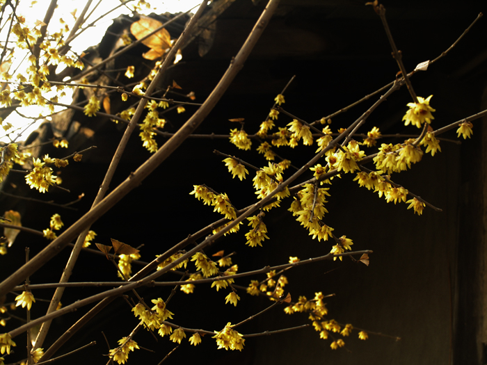 _MG_0211.jpg