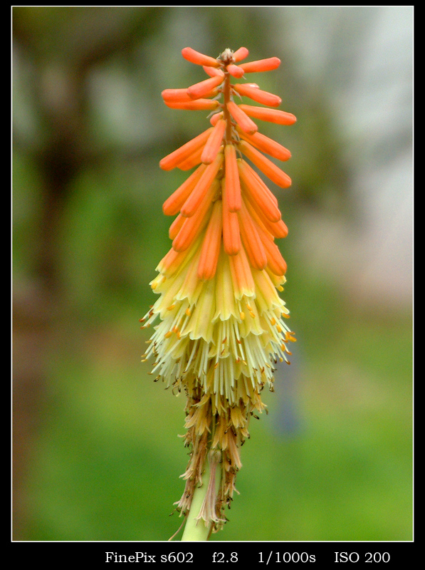 DSCF0091.jpg