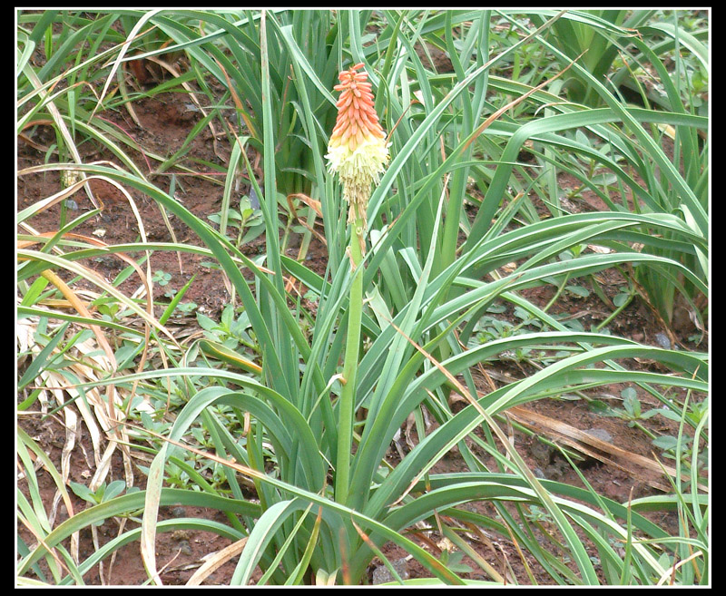 DSCF0059.jpg