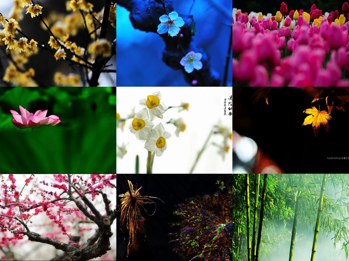 DSC_8530AAAAA.jpg