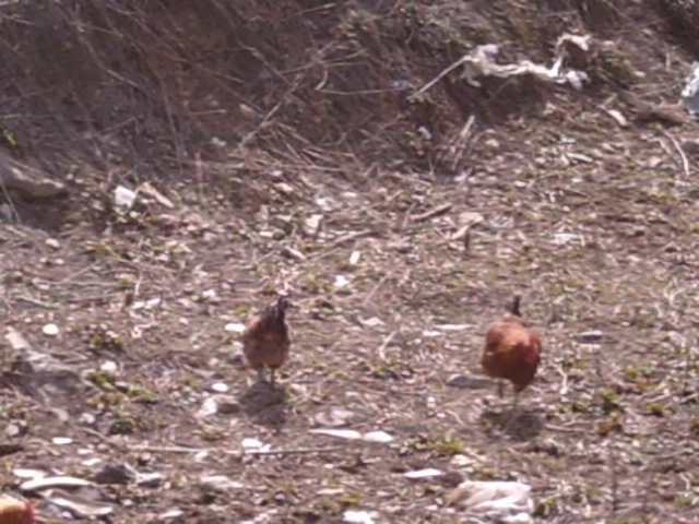 SUNP0082.JPG